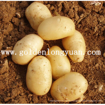 Chinese New Crop Fresh Holland Potato